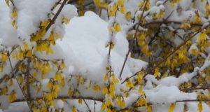 Warszawa, 2 kwietnia 2022 – śnieżna fotorelacja